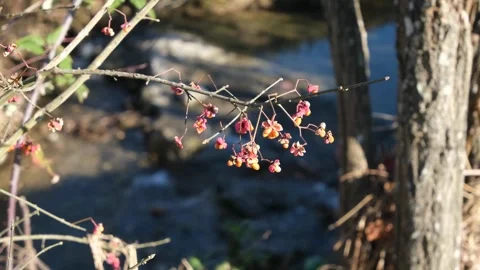 Flowers and the torrent. Stock Footage 296339993