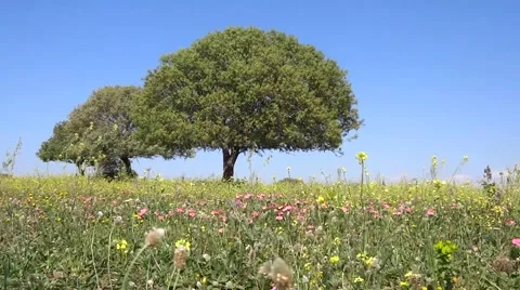 Flowers and tree in open nature Stock Footage 64201202
