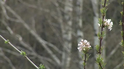 Flowers and trees close ups, starting to bloom in spring. Stock Footage 42866704