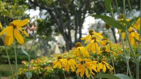 Flowers and trees Stock Footage 102416357