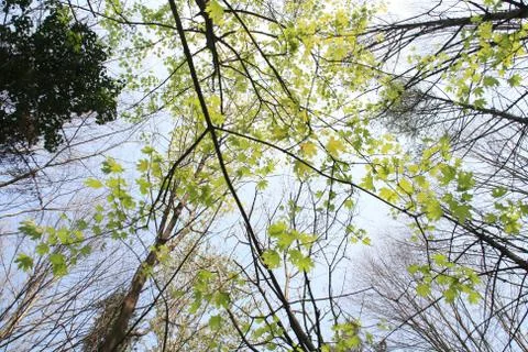 Flowers And Trees With A Solid Blue Sky Stock Photos