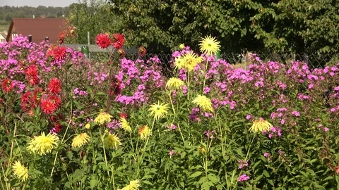 Flowers and vegetables Stock Footage 104714119