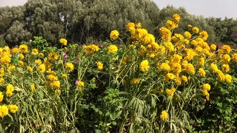 Flowers and vegetables Stock Footage 104714130