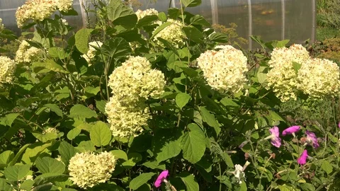Flowers and vegetables 動画素材 104714241