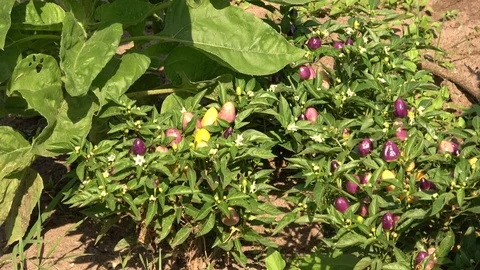 Flowers and vegetables Stock Footage 104714864