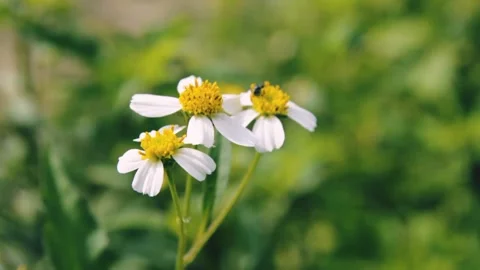 Flowers and wasps Stock Footage 219970244