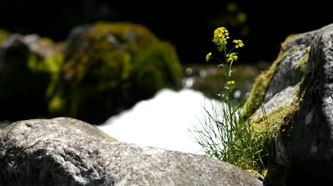 Flowers and Water Stock Footage 11289816
