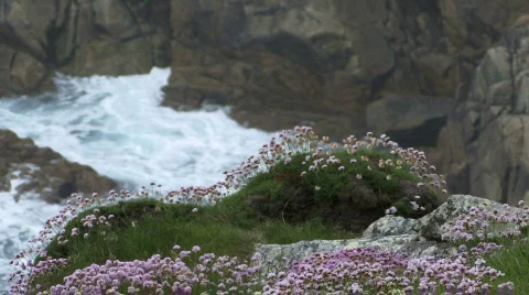 Flowers and waves (w/sound) 스톡 동영상 127818