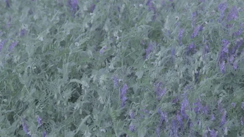 Flowers and wind Video stock 151872657