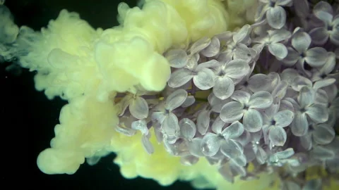 Flowers And Yellow Paint Stock Footage 94332285