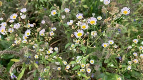 Flowers of annual fleabane (Erigeron annuus) Stock Footage 128819876