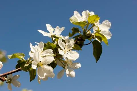 Flowers of the apple blossoms on a spring day closeup Stock Photos