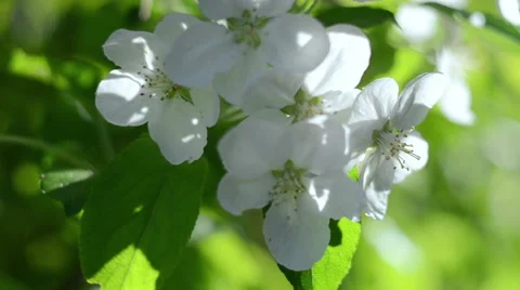 Flowers. Apple blossoms in spring time. Nature. Flores. Stock Footage 51032665