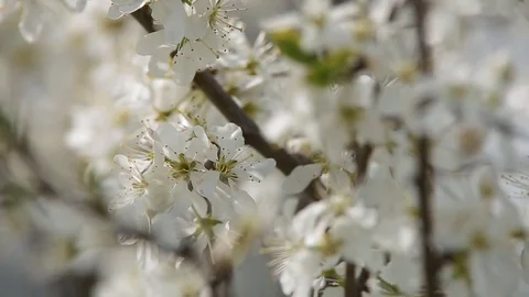 Flowers of apple on the branch Stock Footage 69735972