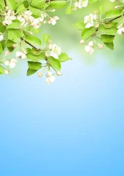 Flowers of apple Stock Illustration