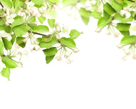 Flowers of apple Stock Illustration