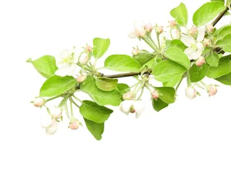 Flowers of apple Stock Illustration