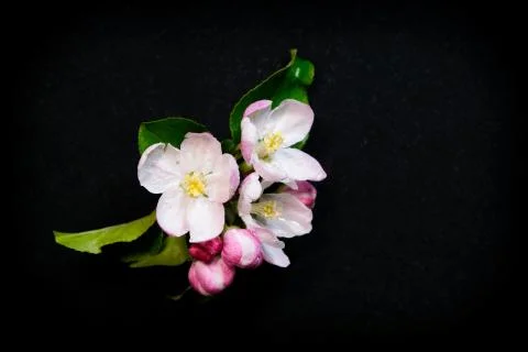 Flowers apple Фото