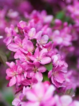 Flowers of apple Stock Photos