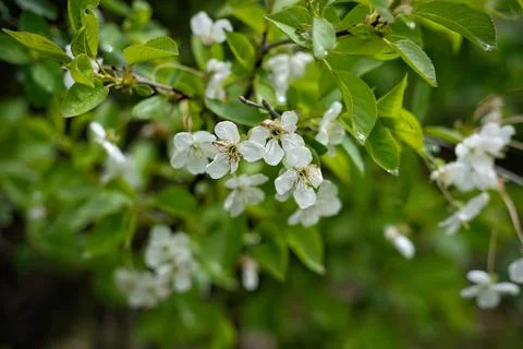 Flowers of the Apple-tree after the rain Stock Photos