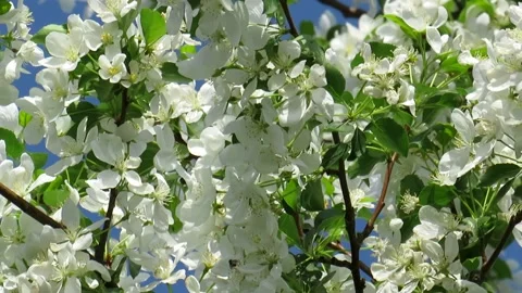 Flowers of the apple tree blossoms on a spring day Stock Footage 237709676