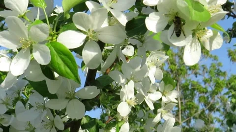Flowers of the apple tree blossoms on a spring day Stock Footage 237709732