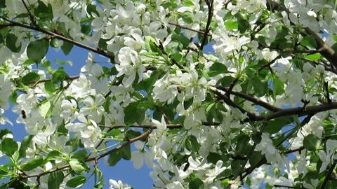Flowers of the apple tree blossoms on a spring day Stock Footage 237709748