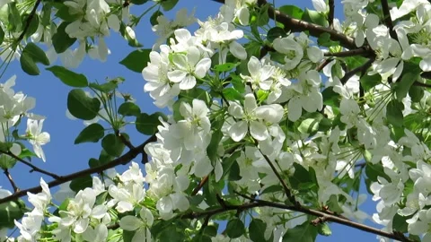 Flowers of the apple tree blossoms on a spring day Stock Footage 237709760