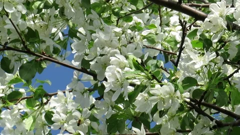 Flowers of the apple tree blossoms on a spring day Stock Footage 237709776