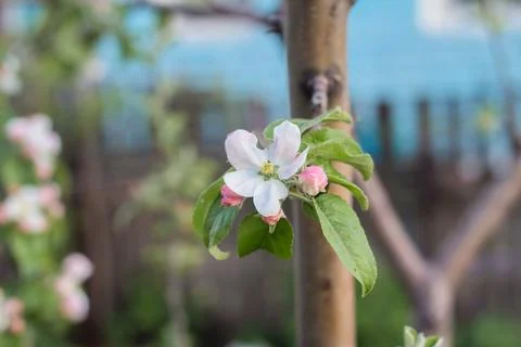 Flowers of the apple tree blossoms on a spring day Stock Photos