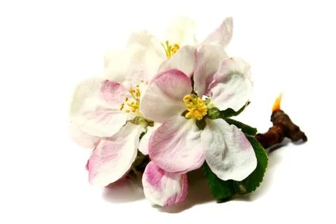 Flowers of apple-tree on a branch Stock Photos
