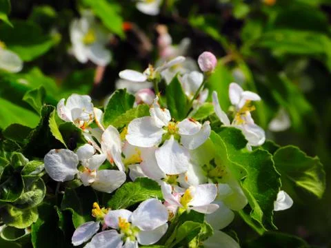 Flowers on apple tree branches Stock Photos