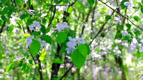 Flowers of an apple tree in a flooded fores 库存影片 76872876