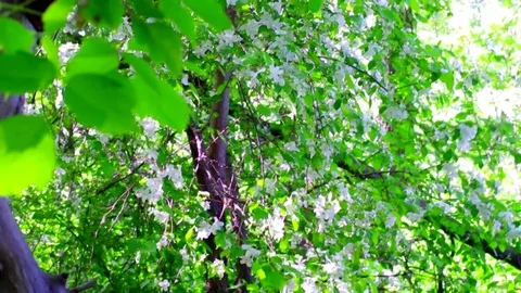 Flowers of an apple tree in a flooded fores Stock Footage 76872960