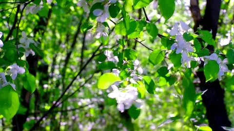 Flowers of an apple tree in a flooded forest Stock Footage 76872742