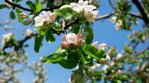 Flowers of apple tree Video stock 65226639