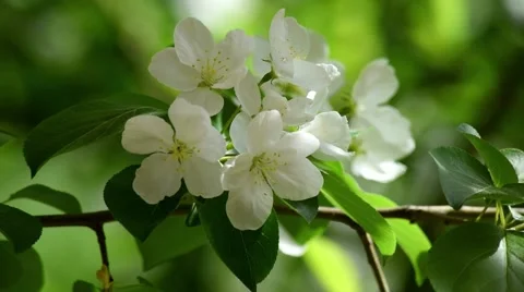 Flowers of the Apple-tree Video stock 68204067