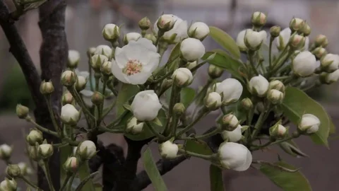 Flowers Of Apple Tree. Stock Footage 74695008