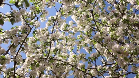 Flowers on an apple tree Stock Footage 75826175