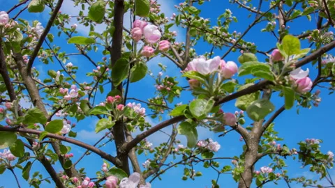 Flowers of the Apple-tree Stock Footage 88431122