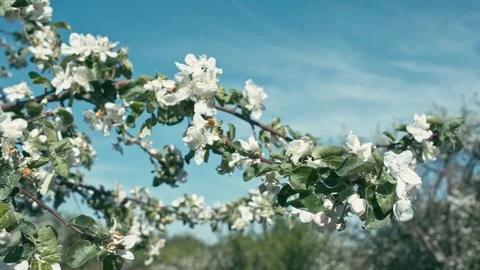 Flowers of apple tree Stock Footage 89482717