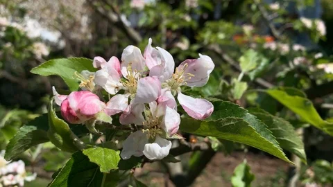 Flowers on an apple tree Stock Footage 107517536