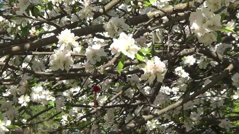 Flowers of apple tree 動画素材 335384970