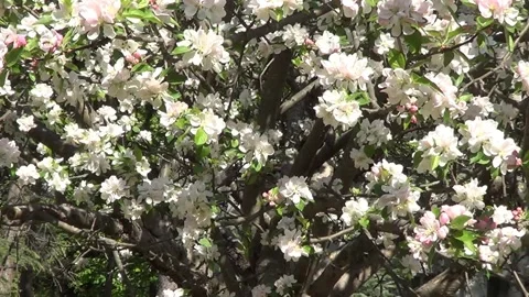 Flowers of apple tree 스톡 동영상 335384997