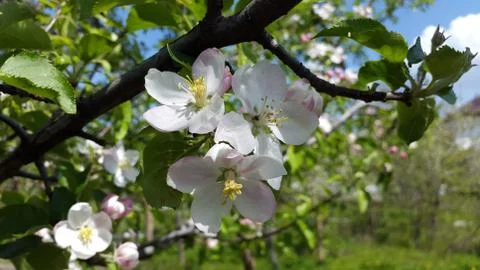 Flowers of apple tree in the garden Stock Photos