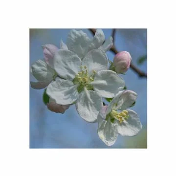 Flowers of an Apple-tree Stock-Fotos