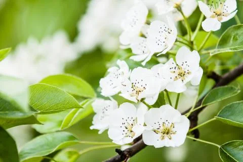 Flowers of apple tree Stock Photos