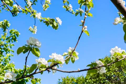 Flowers of apple tree 스톡 사진