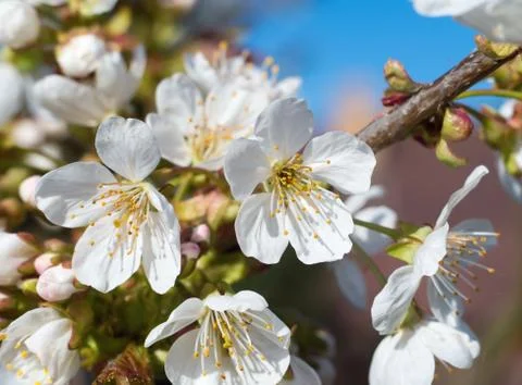 Flowers of apple tree Stock Photos