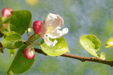 Flowers of apple tree Stock Photos